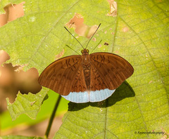 Tanaecia julii