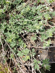 Acmispon argophyllus