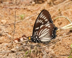 Euripus nyctelius