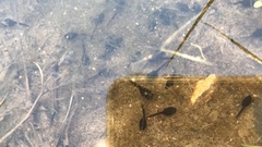 Anaxyrus boreas
