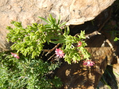 Delosperma multiflorum