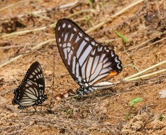 Graphium xenocles