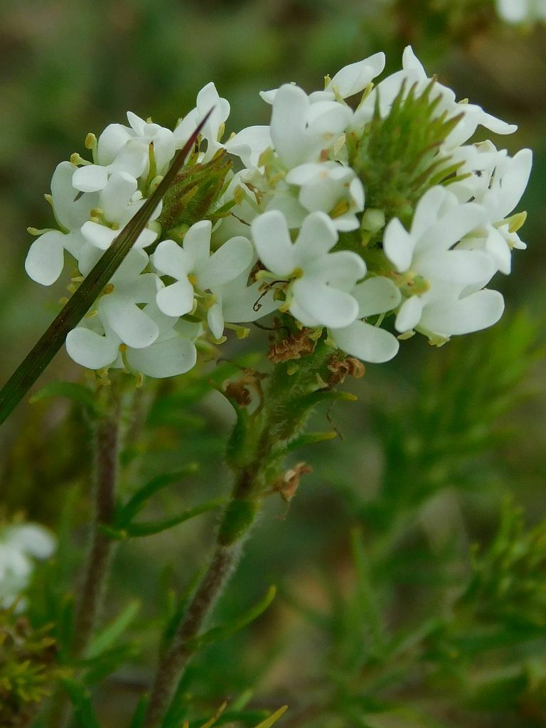 Fringe Falseslugwort from Gobos Greyton, 7233, South Africa on November