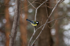Parus major