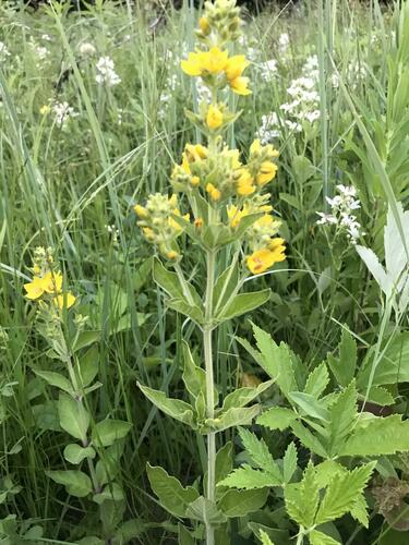 Lysimachia verticillaris, photograph 3