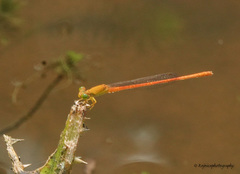 Ceriagrion rubiae