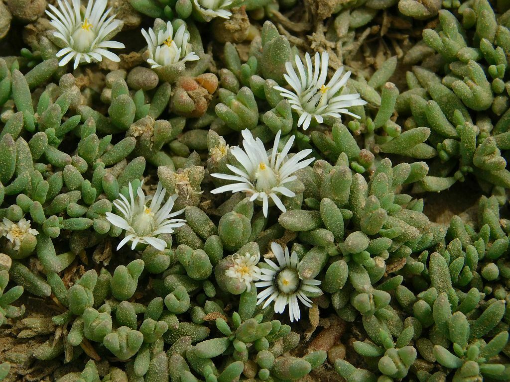 Mini Ashbush from Gobos Greyton, 7233, South Africa on November 6, 2023