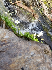 Kumlienia hystricula