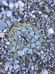 Ariocarpus retusus retusus