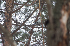 Dendrocopos leucotos