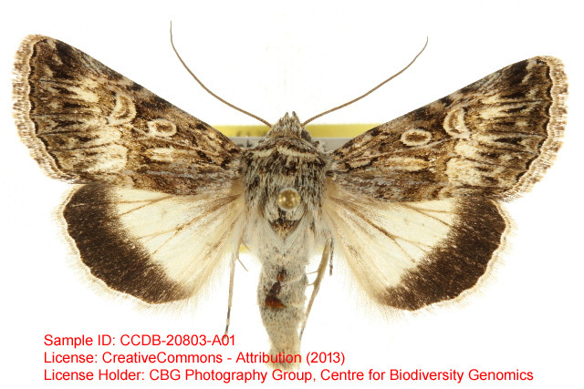 Sympistis simplex