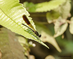 Rhinocypha unimaculata