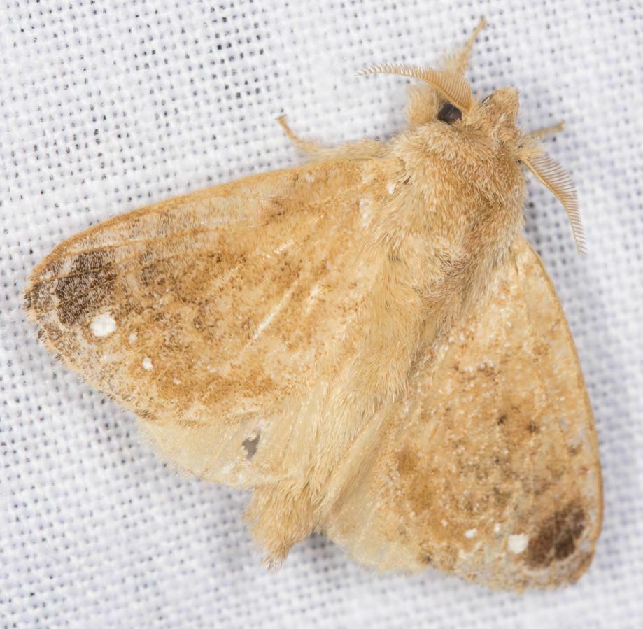 Nesara niveipunctata