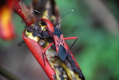 Leptoscelis excellens