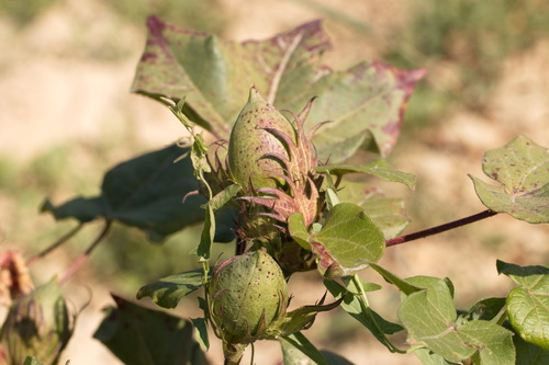 Gossypium hirsutum