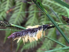 Carex nudata