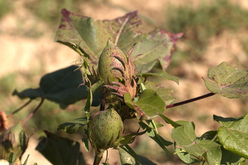 Gossypium hirsutum