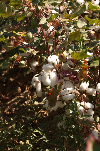 Gossypium hirsutum
