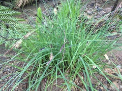 Carex nudata
