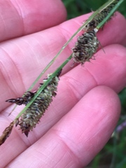 Carex nudata