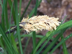 Carex nudata