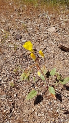 Chylismia