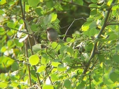 Prinia lepida
