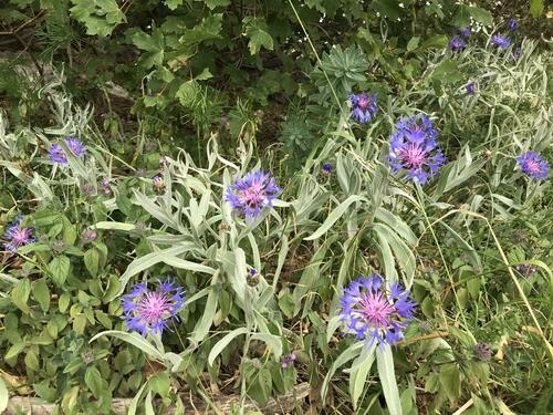 Centaurea fuscomarginata, photograph 6