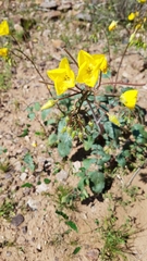 Chylismia