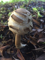 Rhacodium