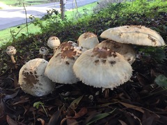 Rhacodium
