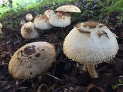 Rhacodium