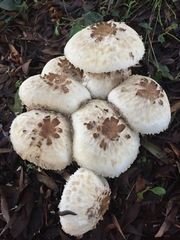 Rhacodium