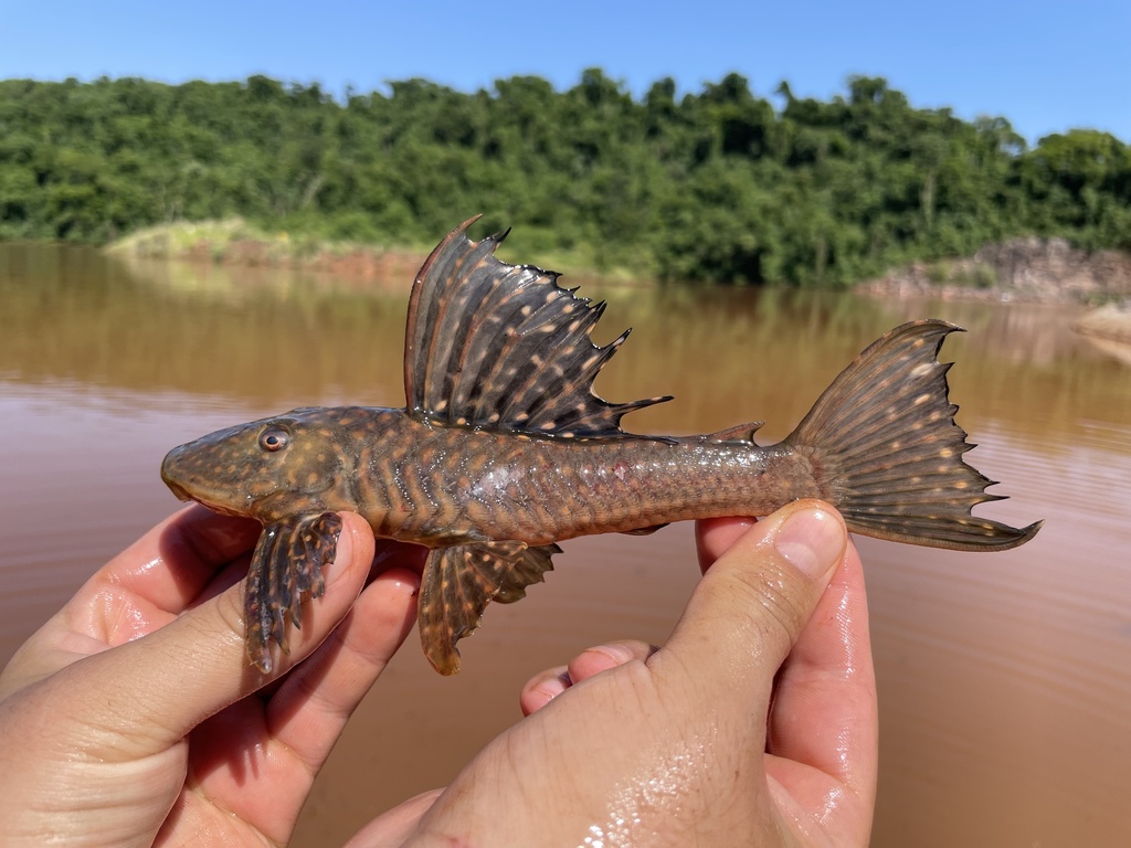Hypostomus albopunctatus