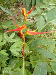 Heliconia latispatha image