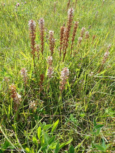Common Broomrape