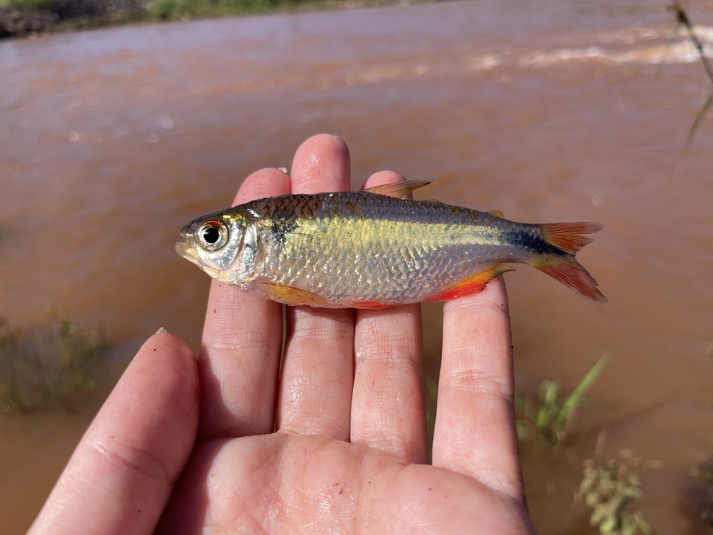 Orangetail Astyanax