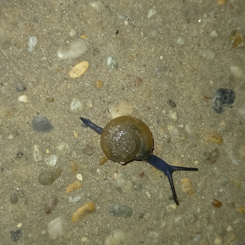 bliktra západná (Oxychilus draparnaudi)