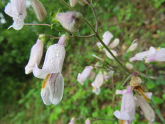 Penstemon laxiflorus
