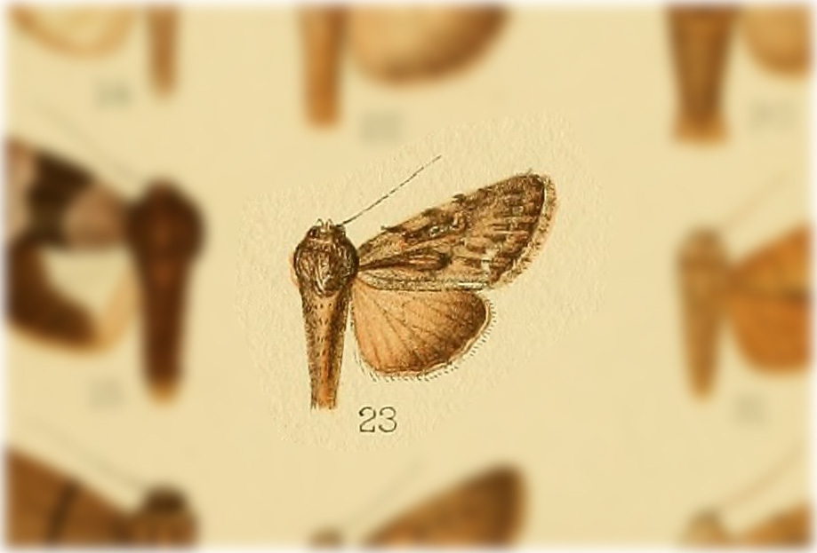 Sympistis chandleri