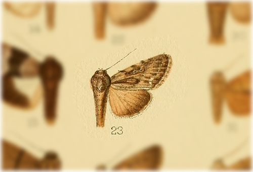 Sympistis chandleri