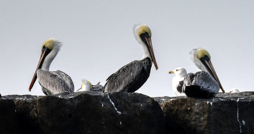 Brown Pelican photographed in Delaware