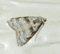 Nola euraphes
