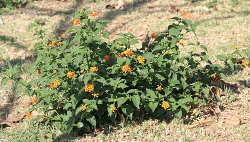Lantana camara