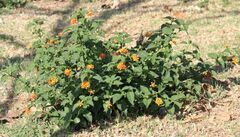 Common lantana