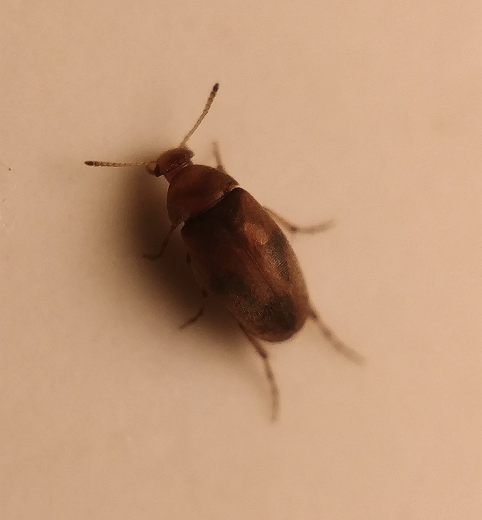 Anaspis proteus