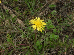 Taraxacum formosanum