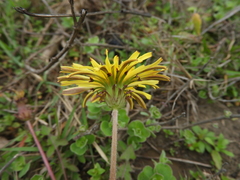 Taraxacum formosanum