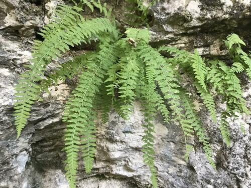 Image of Woodsia caucasica by (c) Наталья Пикалова, some rights reserved (CC BY)