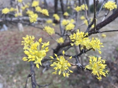 Cornus officinalis